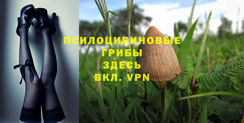 Галлюциногенные грибы MAGIC MUSHROOMS  Прокопьевск 